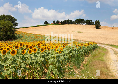 Countryside and sunflowers near Cortona, Chianti region, Siena, Tuscany, Italy, Europe Stock Photo