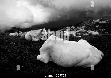 White cows on a cloudy mountain Stock Photo