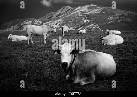 Herd of cows on a mountain Stock Photo