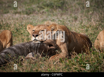 lion sleeping on head of prey, Panthera leo, Serengeti, Tanzania, Africa Stock Photo