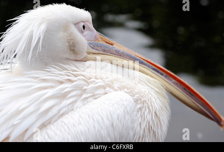 Pelican (Pelican species). (Captive bird) St James Park London Stock Photo