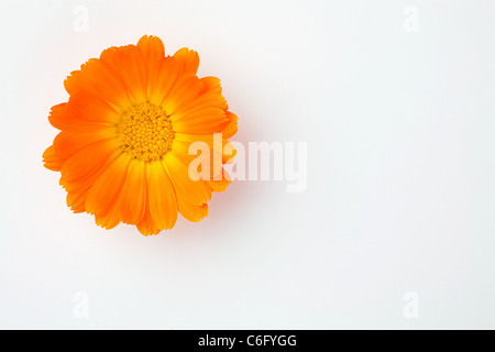 Orange flower of Asteraceae over white in the top left corner of the image Stock Photo