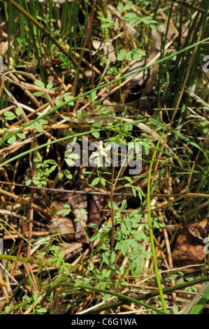 Climbing Corydalis, ceratocapnos claviculata Stock Photo
