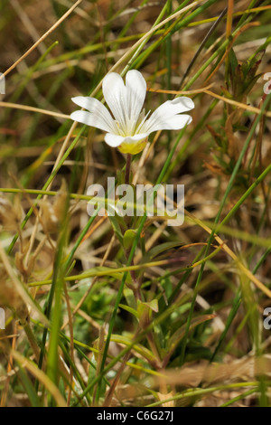 Field Mouse-ear, cerastium arvense Stock Photo