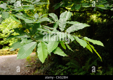 Sweet Chestnut leaves, castanea sativa Stock Photo