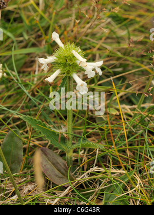 Betony (white form), betonica or stachys officinalis Stock Photo