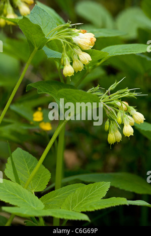 Tuberous comfrey, Symphytum tuberosum, in flower. Bulgaria Stock Photo
