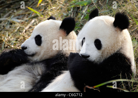 Two sub-adult Giant pandas (Ailuropoda melanoleuca),  Sichuan province, China Stock Photo