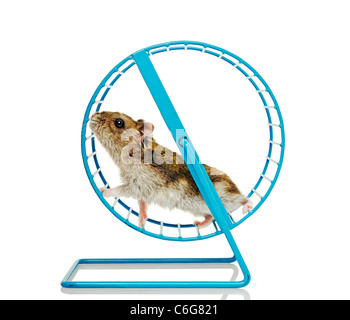 Hamster Running in a Wheel Stock Photo