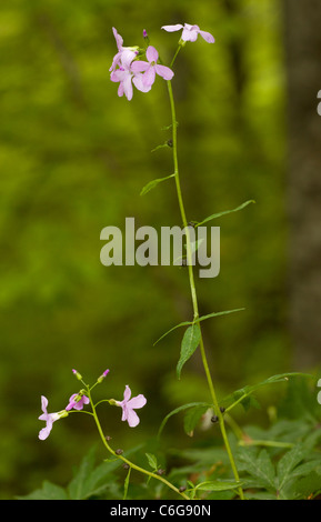 Coralroot or Coral-root Bittercress, Cardamine bulbifera = Dentaria in flower in beech woodland. With bulbils on stem. Stock Photo