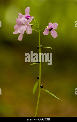 Coralroot or Coral-root Bittercress, Cardamine bulbifera = Dentaria in flower in beech woodland. With bulbils on stem. Stock Photo