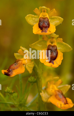 Yellow Bee Orchids, Ophrys lutea in flower, south Italy. Stock Photo