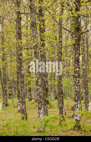 Hungarian Oak, Quercus frainetto, woodland after rain, in Pollino National Park, south Italy. Stock Photo