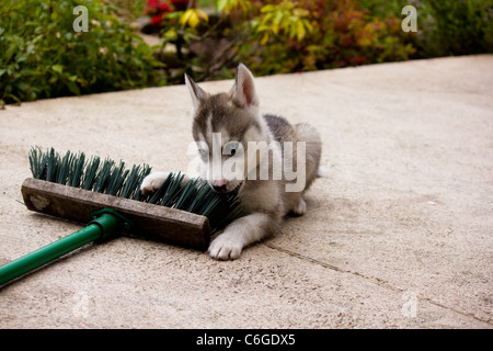 Husky puppy chewing everything best sale