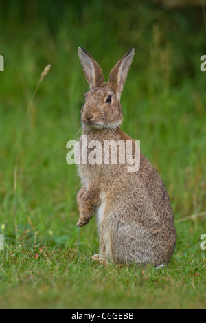 European Rabbit (Oryctolagus cuniculus) sitting-up, Suffolk, UK Stock Photo