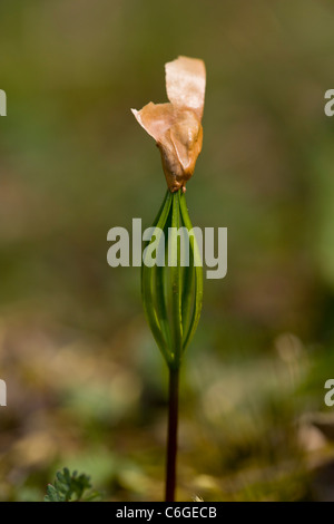 Macedonian Pine, Pinus peuce, seedling germinating, with seed coat still attached. 5 needles. Bulgaria Stock Photo