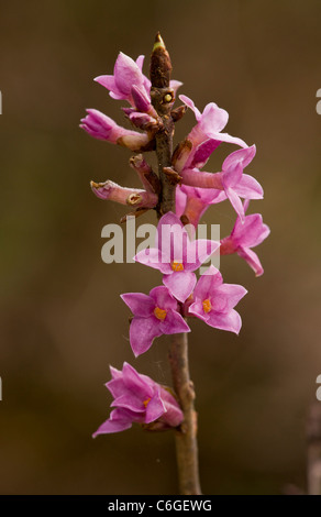 Mezereon, Daphne mezereum in flower, early spring. Rare in UK. Stock Photo