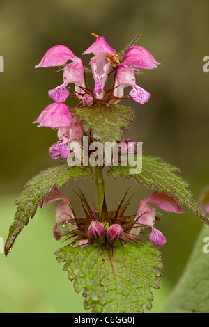 Gargano Deadnettle, Lamium garganicum, in flower, Bulgaria Stock Photo