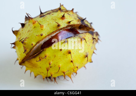 A conker in its husk against a white background Stock Photo