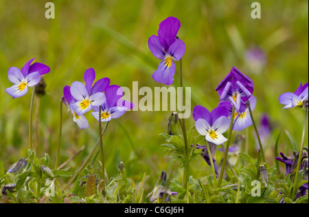 Wild Pansy, or Heartsease, Viola tricolor, in mountain pasture. Bulgaria. Stock Photo