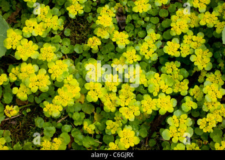 Alternate-leaved Golden-Saxifrage, Chrysosplenium alternifolium in flower; spring. Stock Photo