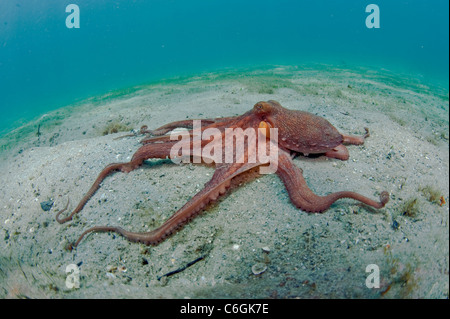 Atlantic Long Arm Octopus, Octopus defilippi,  on the bottom of the Lake Worth Lagoon, Singer Island, Florida. Stock Photo