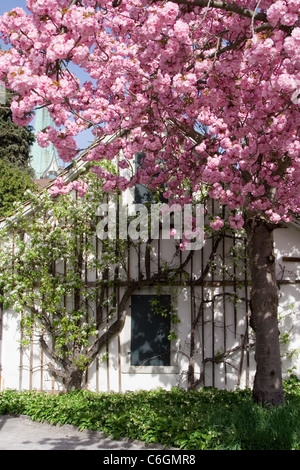 A white house by the flourishing pink fruit tree Stock Photo