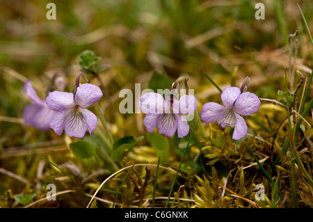 Teesdale Violet, Viola rupestris. Very rare in UK, Teesdale area only. Stock Photo