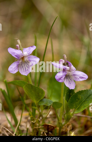 Teesdale Violet, Viola rupestris. Very rare in UK, Teesdale area only. Stock Photo