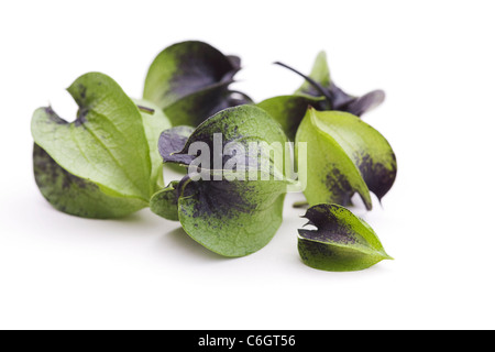 Nicandra physalodes. Unripe seed pods of the shoo-fly plant on a white background. Stock Photo