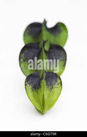 Nicandra physalodes. Unripe seed pods of the shoo-fly plant on a white background. Stock Photo