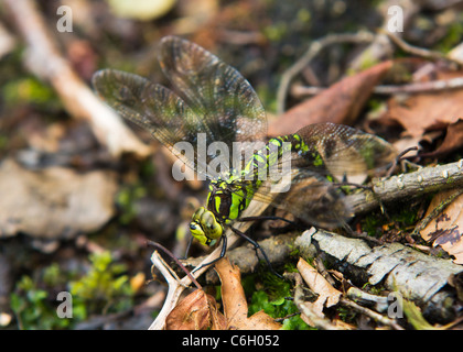 Southern Hawker dragonfly laying eggs Stock Photo