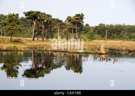 Canada Geese at Thursley Common Surrey England UK Stock Photo