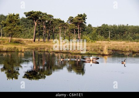 Canada Geese at Thursley Common Surrey England UK Stock Photo