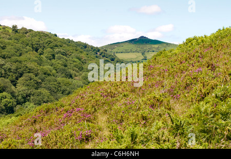 Sharp Tor from the heathy slopes of Aish Tor and the Dart valley on Dartmoor Stock Photo