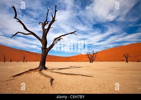 Dead acacia trees in Dead Vlei Stock Photo