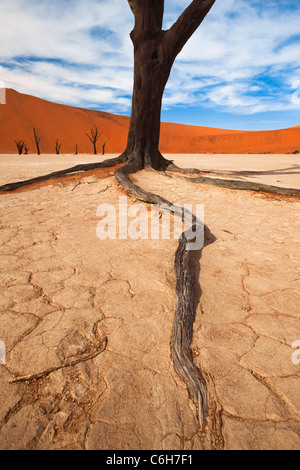Dead acacia trees in Dead Vlei Stock Photo