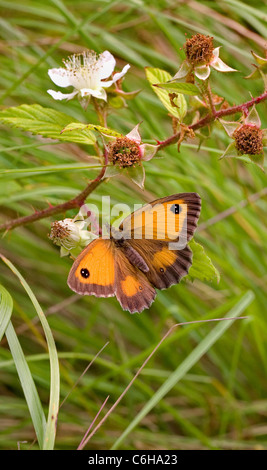 Female Gatekeeper butterfly Pyronia tythonus resting on bramble in a Somerset meadow Stock Photo