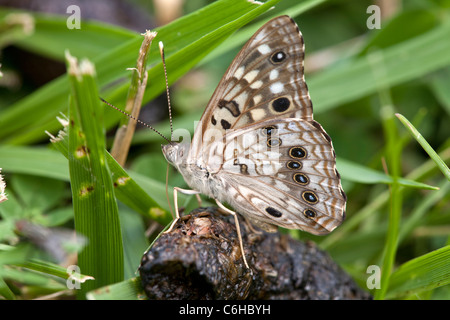 Hackberry emperor butterfly (Asterocampa celtis) on dung feeding on the salts and minerals contained within. Stock Photo