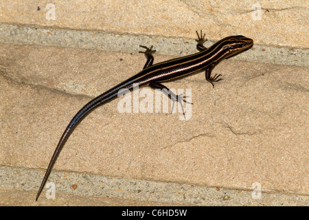 Five-lined Skink (Eumeces fasciatus) on wall. Stock Photo