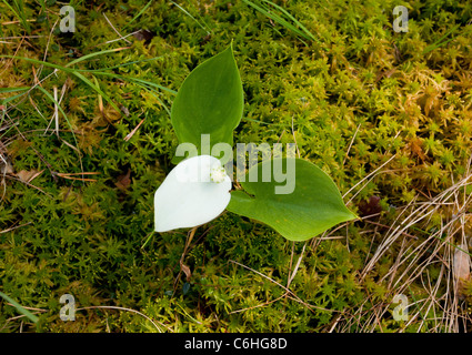 Bog Arum or Marsh Calla, Calla palustris; Meenikunno Maastikukaitseala bog, Estonia. Stock Photo