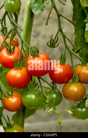 Tomato Gardener's Delight Stock Photo