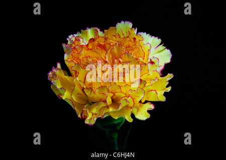 yellow pink and white carnation flower on black Stock Photo