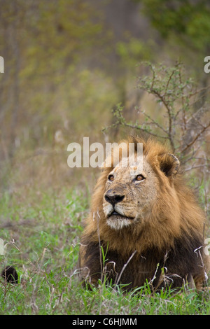 Portrait of a male lion looking skywards Stock Photo