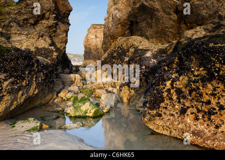 Rock pool and mussels at low tide at Perranporth beach Cornwall. Stock Photo