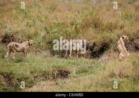 three male Cheetahs on hunt, Acinonyx jubatus, Serengeti, Tanzania, Africa Stock Photo