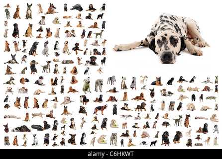 composite picture with dalmatian purebred dogs in a white background Stock Photo