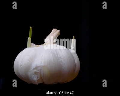 Sprouting Garlic on Black Stock Photo