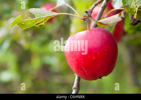 Rosy red apples hanging on a tree in an orchard, Kent, UK Stock Photo