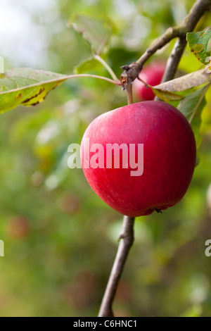 Rosy red apples hanging on a tree in an orchard, Kent, UK Stock Photo